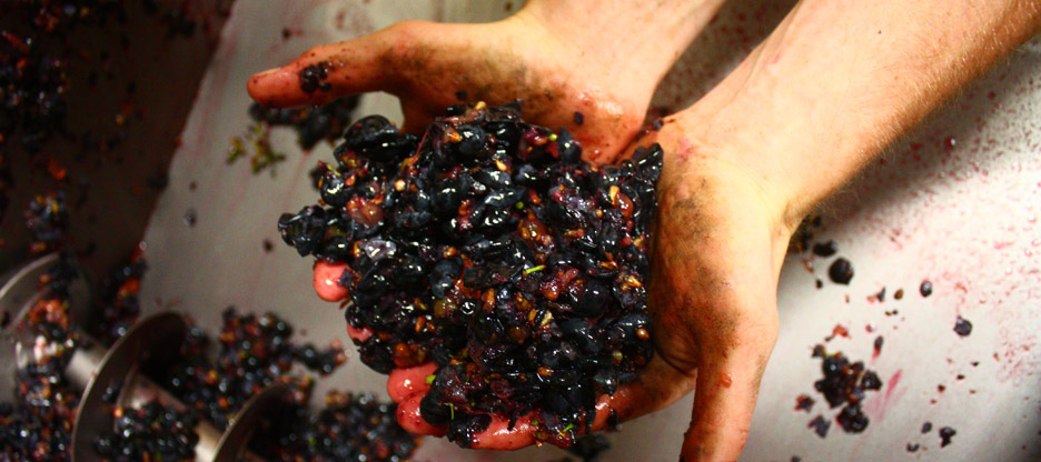 Vinification