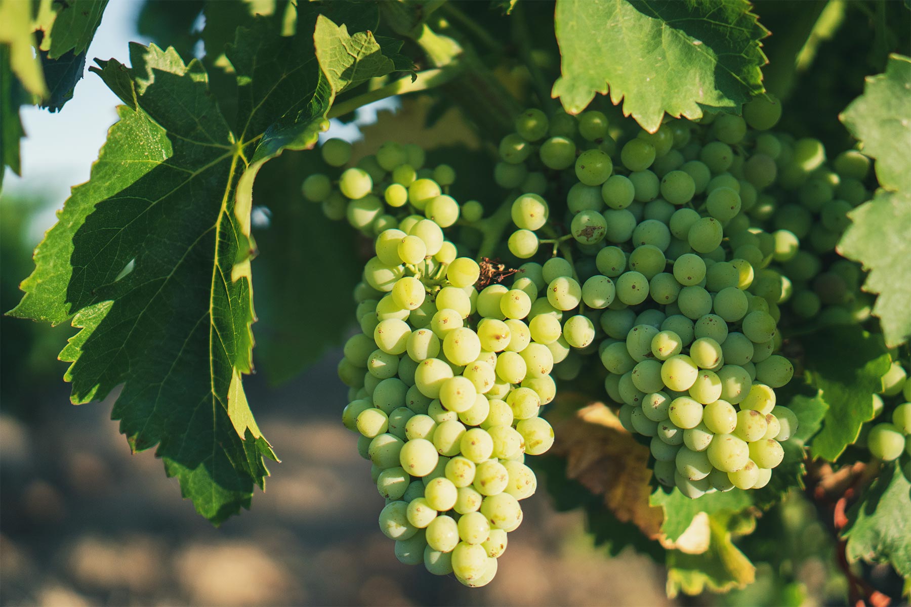 cepages raisins blanc vignes domaine amiel freres