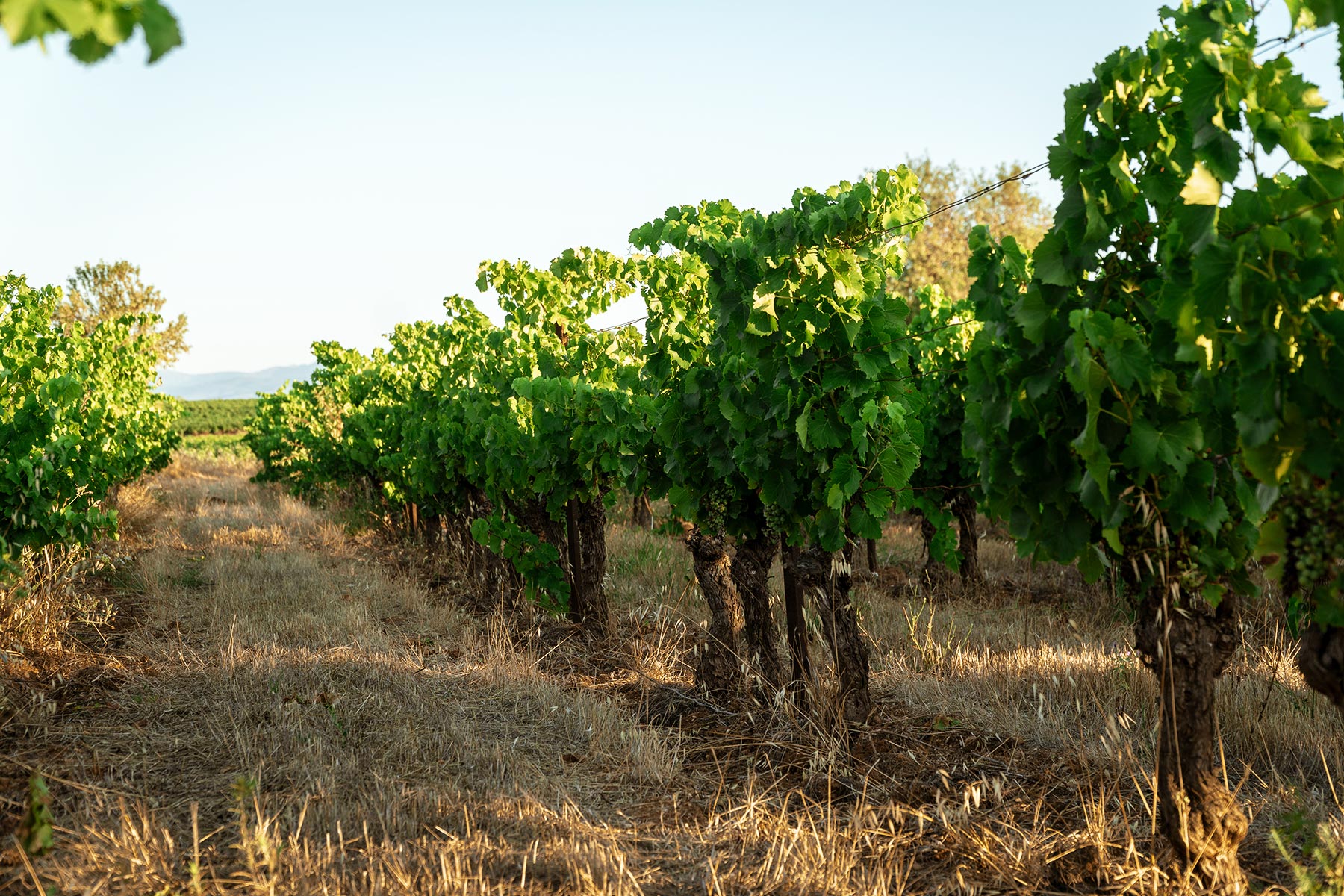 methodes culturales parcelles domaine amiel freres