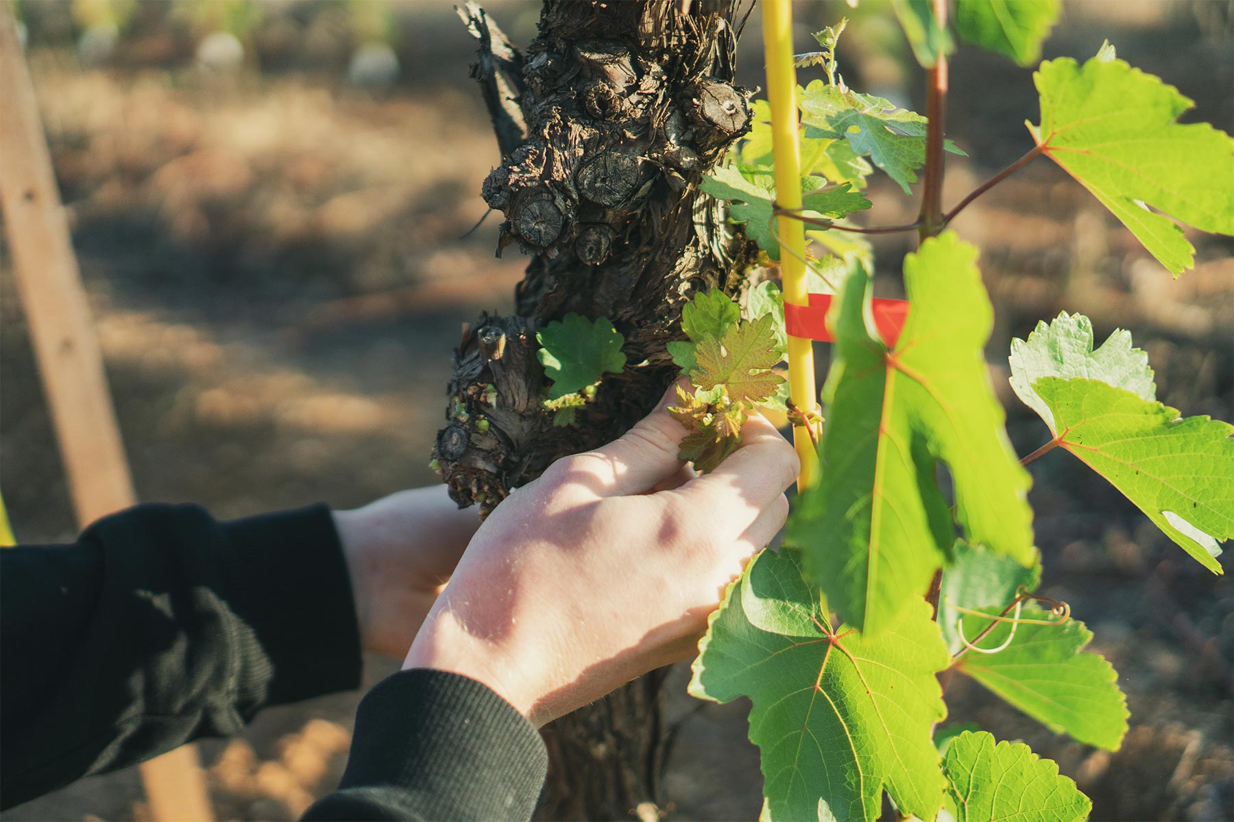 methodes culturales vignes domaine amiel freres