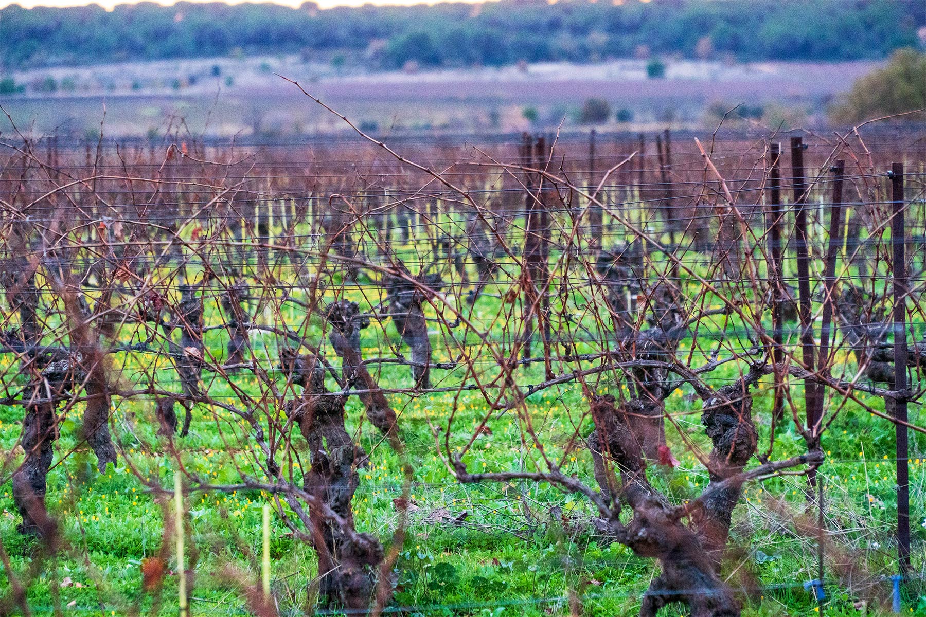 methodes culturales vignes parcelles domaine amiel freres