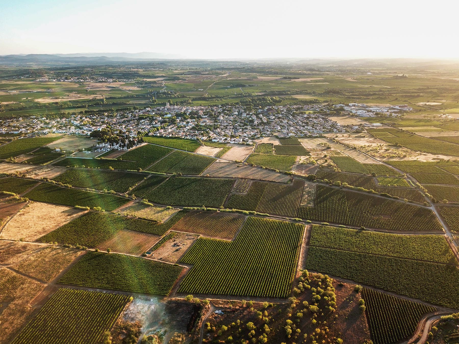 parcelles vignes domaine amiel freres