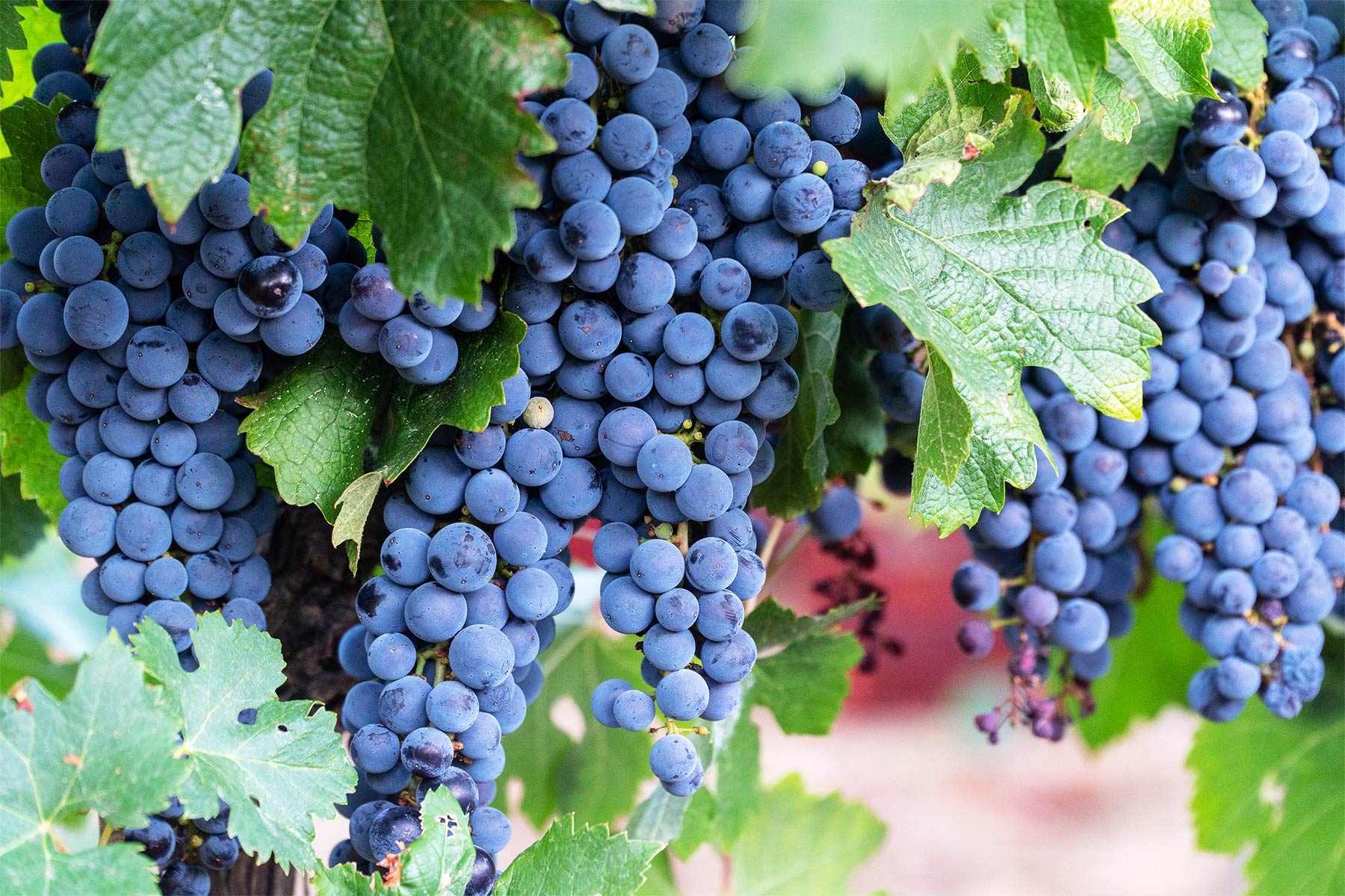 raisins vignes domaine amiel freres