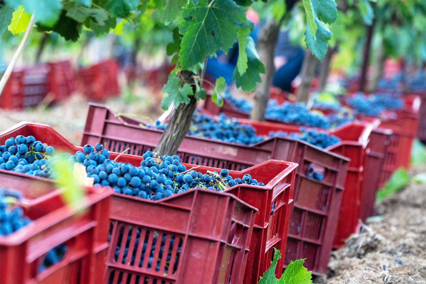 vendanges raisins vignes domaine amiel freres